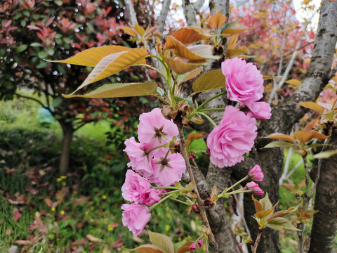 樱花