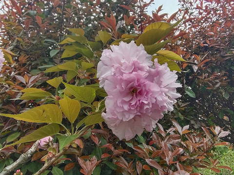 樱花