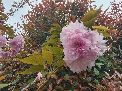 樱花
