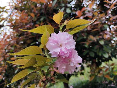 樱花特写