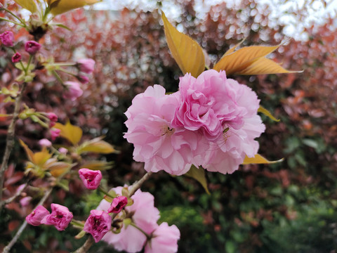 樱花特写