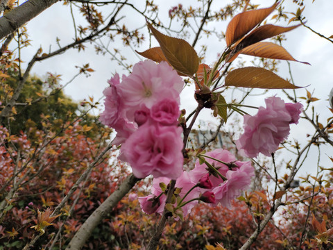 樱花