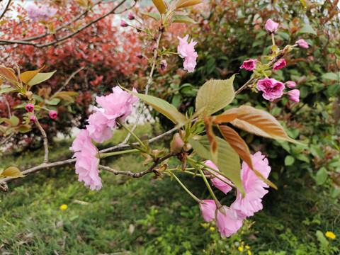 樱花