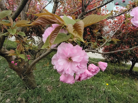 樱花特写