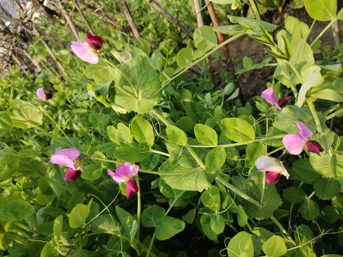 豌豆花
