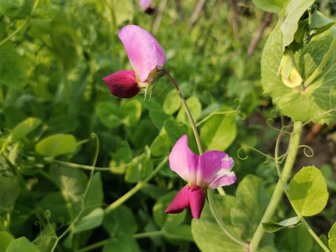 豌豆花