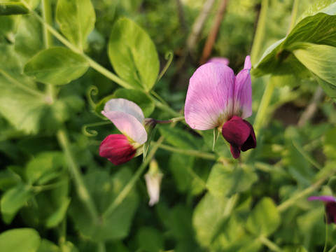 豌豆花