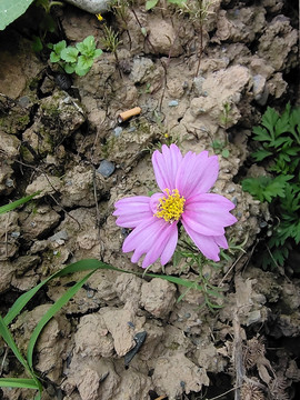 格桑花
