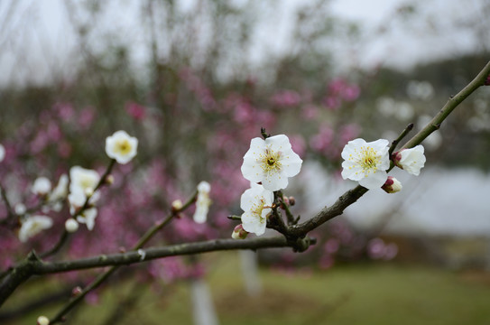梅花