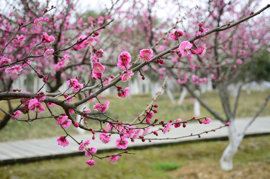 梅花