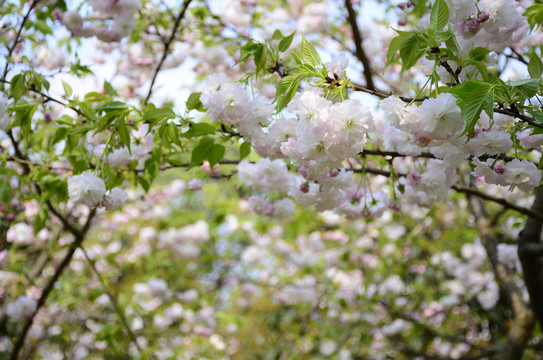 樱花