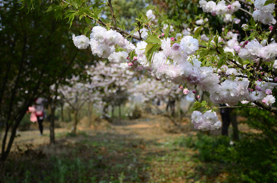 樱花