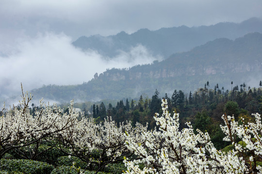 雨后云雾缭绕的茶山自然风光