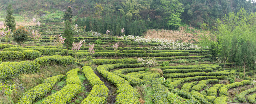 宜宾屏山大乘蜿蜒的茶山自然风光