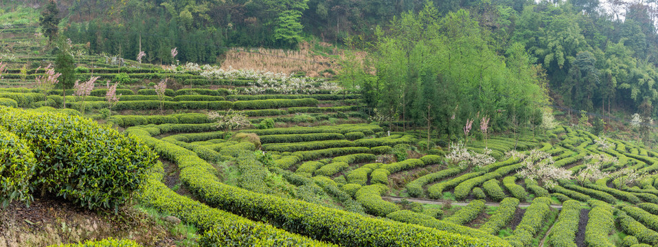 宜宾屏山大乘蜿蜒的茶山自然风光