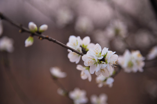 梨花