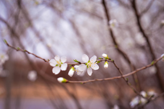 梨花