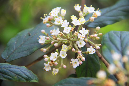 一朵白花