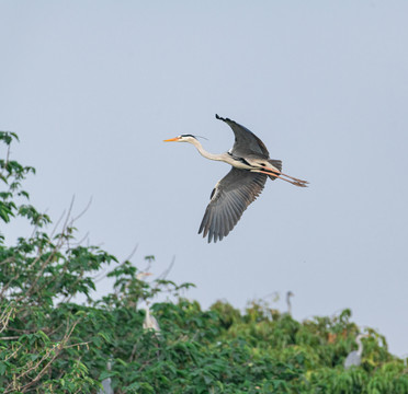 广州海珠湖飞行中的鹭鸟
