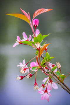 桃花