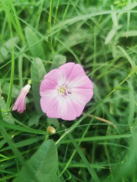 牵牛花