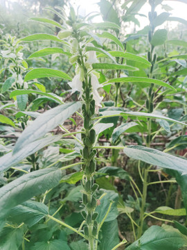 芝麻开花节节高