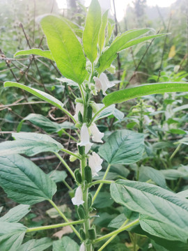 芝麻开花