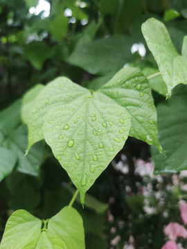 带水珠的豆角叶