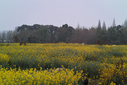 乡村油菜地