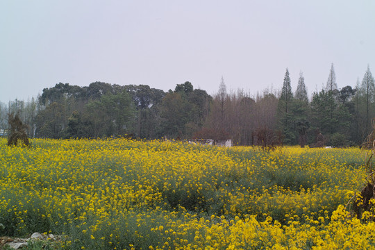 田野油菜花