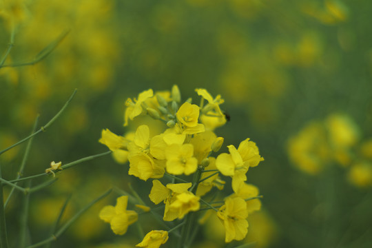 油菜花