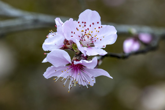 高清绽放的梅花