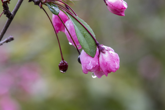 雨后盛开的海棠花