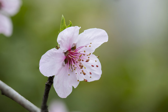 盛开的桃花