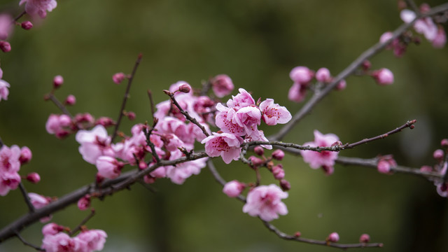 梅花