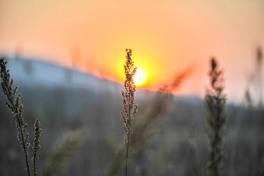 夕阳芦苇