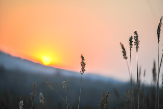 芦苇夕阳