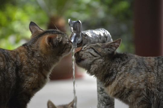 喝自来水的猫咪