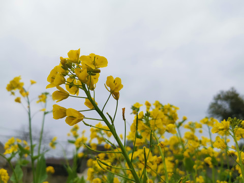 油菜花