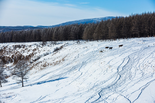 冬季树林雪地牛群