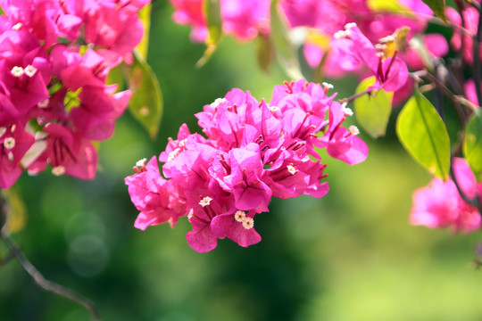 杜鹃花特写