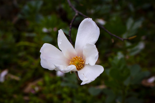 迎春花