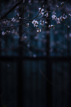 春天早晨窗口的桃花