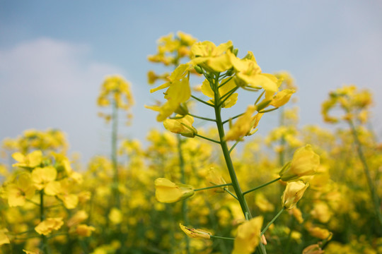 油菜花