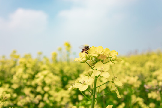 油菜花和蜜蜂