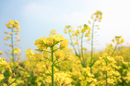 油菜花