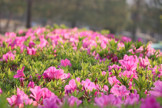 杜鹃花