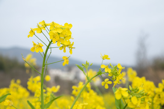 油菜花海