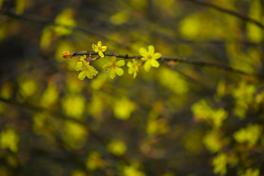 迎春花