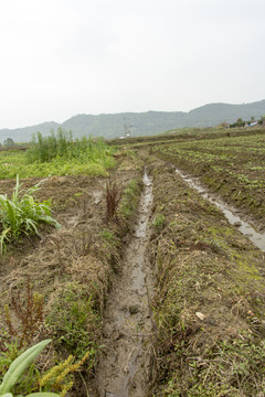 水沟